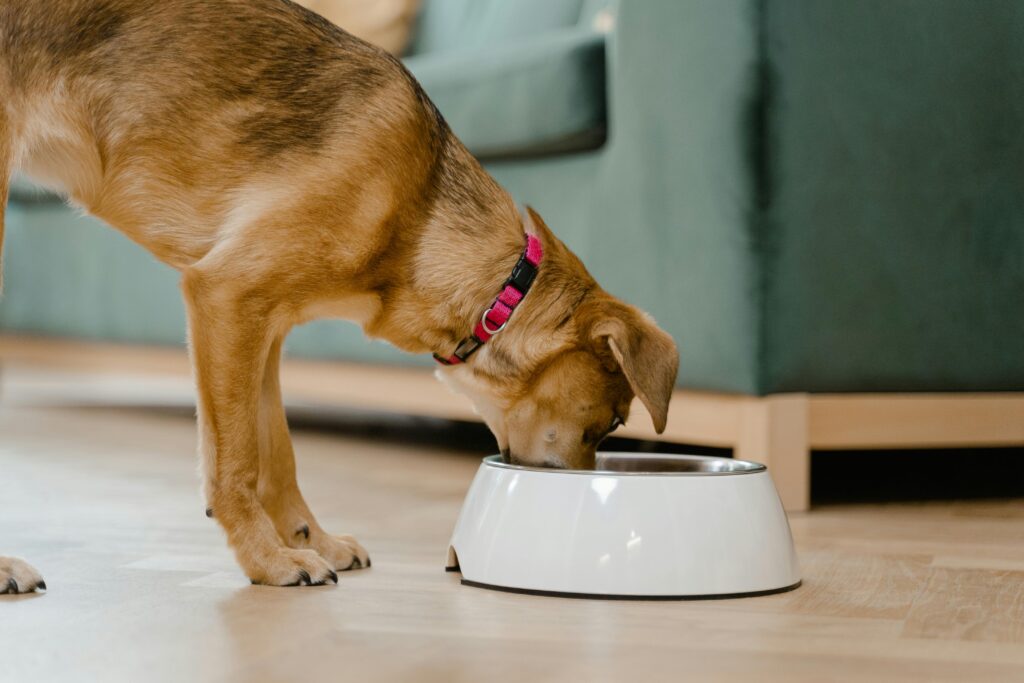 How Long Can Dogs Go Without Food?