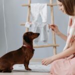 How to Train Maltese Puppies for Potty Training Success