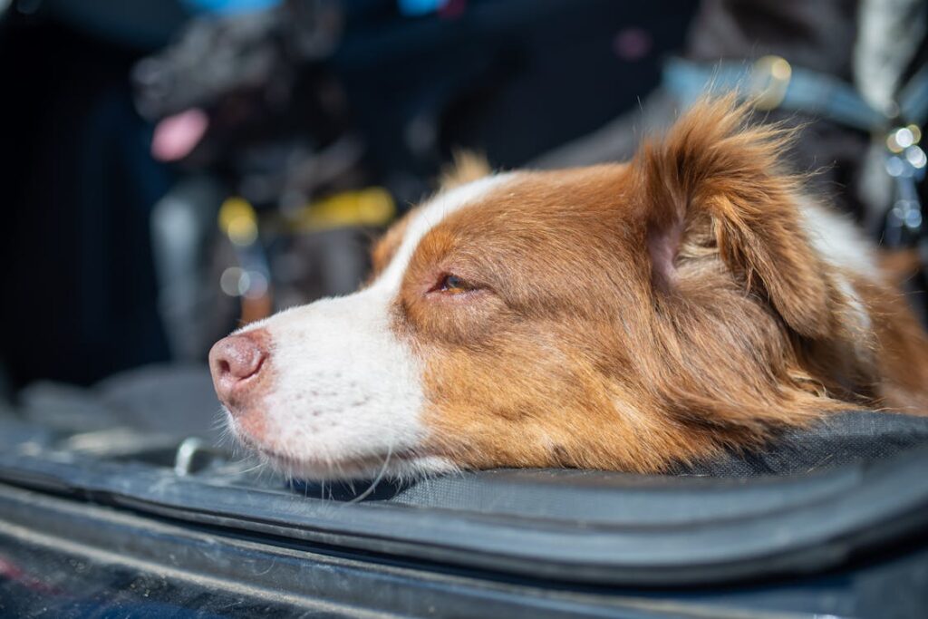 Can I Leave My Dog in the Car? Essential Safety Tips