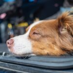 Can I Leave My Dog in the Car? Essential Safety Tips