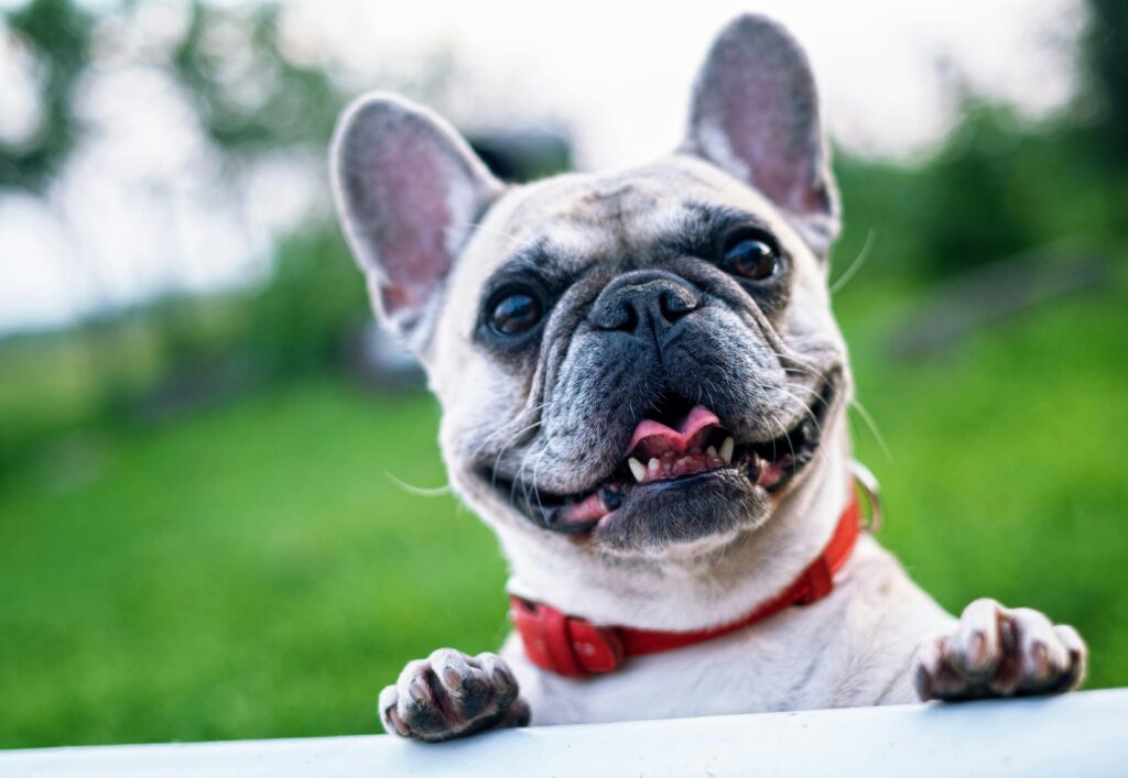 Discover the Best Looking Dog Breeds for Your Home