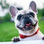 Discover the Best Looking Dog Breeds for Your Home