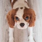 Discover the Unique Dog Breeds from Holland