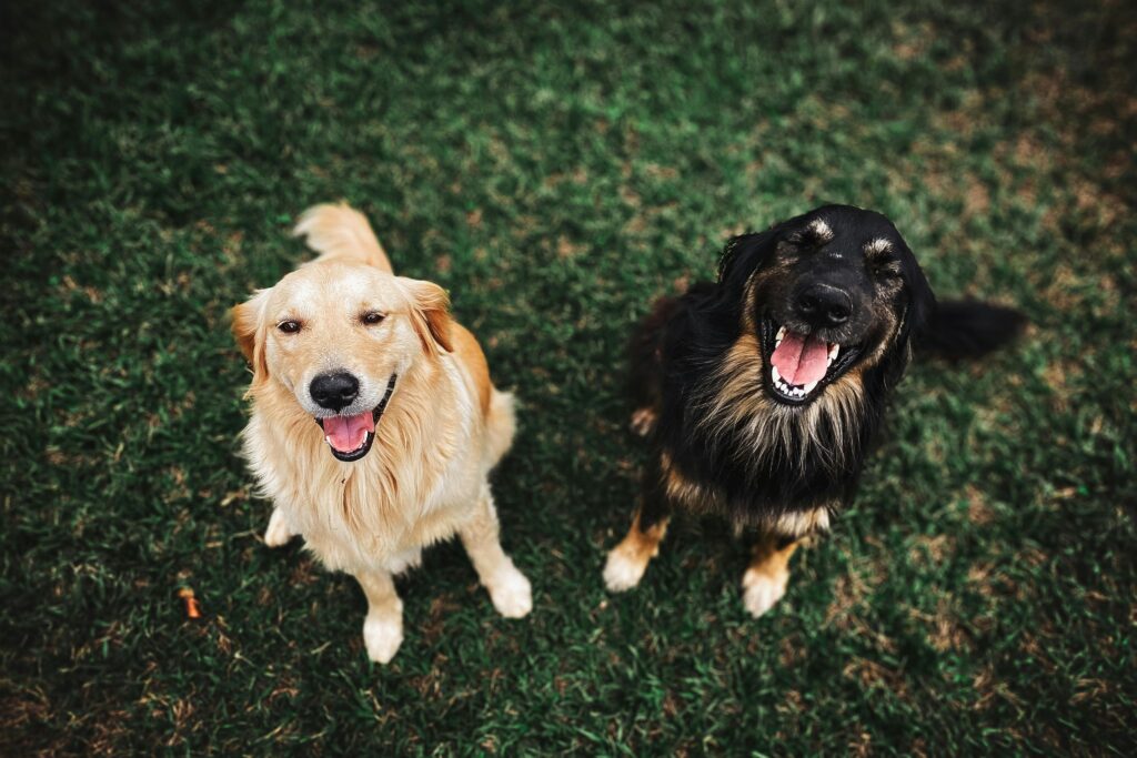 How Often Do Dogs Need Rabies Shots?