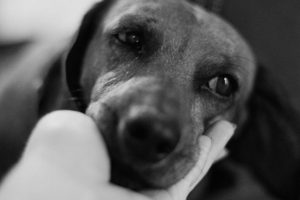 Dog Food for Sensitive Stomachs: Vet-Recommended