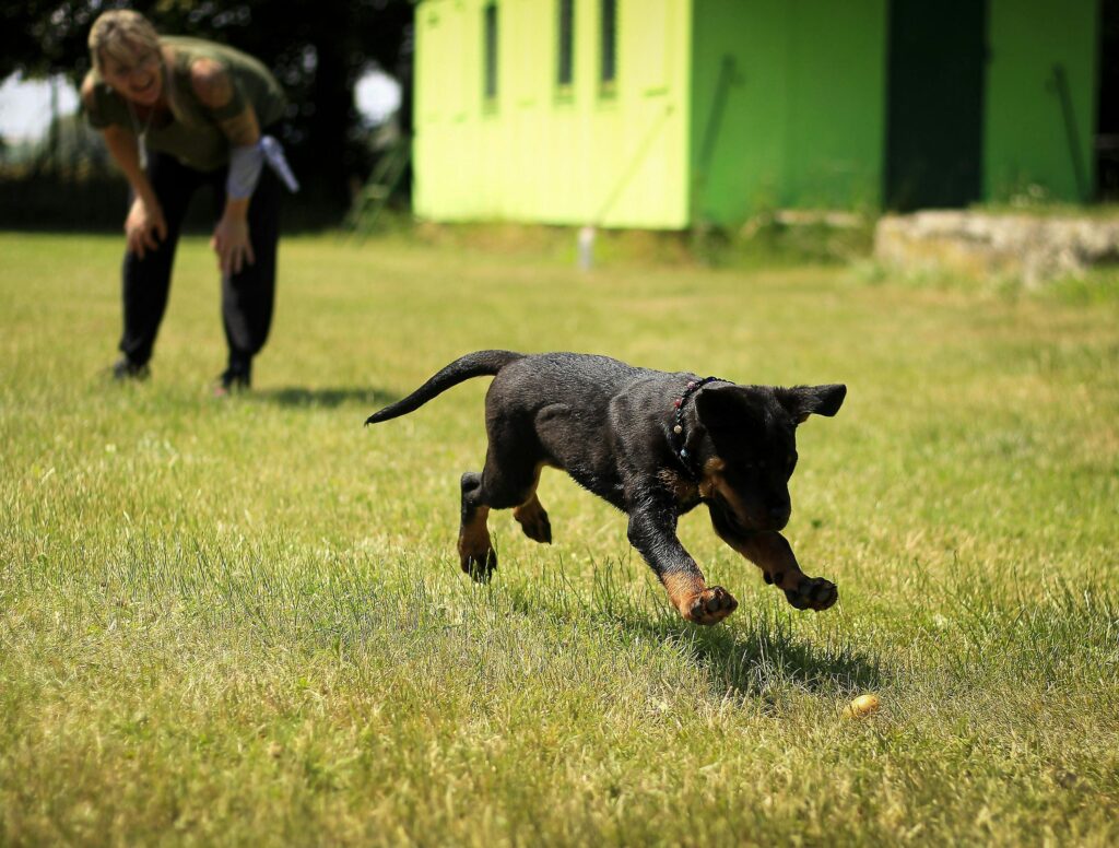 Do You Tip a Dog Trainer?